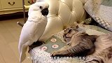主人强吻自家猫咪，结果被扇了好几个巴掌，真是太可怜了！