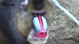 最凶残的“鬼狒狒”，俗话说得好：宁遇豺狼不遇山魈