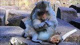 小猴是个孤儿，非常希望母猴可以保护它，可怜的小猴！