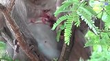 猴妈的伤口很大，让人心碎