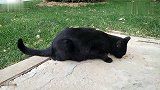 黑猫吃着自己的猫粮，惦记着别人的，太逗了