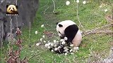 熊猫宝宝开启熊孩子模式，上演“辣手摧花”大戏，调皮的不得了