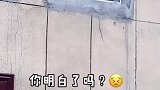 主人忘记带钥匙，狗会开门