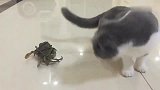 猫咪看到一只大螃蟹，马上精神起来，喵：老兄，不要乱跑