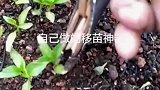 自己做的移苗神器，农业种植