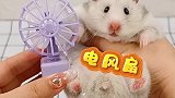 我的仓鼠有迷你小风扇啦！
