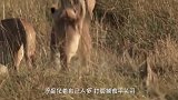 狮子恼羞成怒，一口将蜜獾咬住，最后很无奈看着蜜獾大摇大摆离开