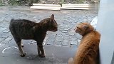 橘猫：你你你别过来，我后面有帮派的哟