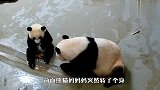 这怕是世上最有母爱的熊猫了，差点被暖哭，网友：假的吧？