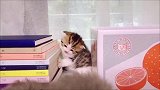 猫咪：我以后考清华还是北大这是个问题
