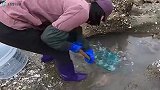 退潮后捡漏撞大运，猪猪抓到三百多块的大货，运气太好了