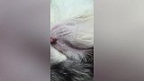 鹦鹉站在窗台外不停的挥舞翅膀，看见主人立马尖叫起来，真萌！