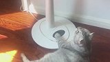 猫咪真聪明，知道电风扇的开关在哪！