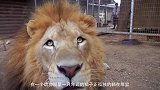 工作人员把狗放进狮子笼，结果狗狗和狮子成了好朋友