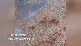 密集恐惧慎入！大雨过后地面被一片白色物体覆盖 网友：头皮发麻