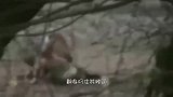 作死的狗狗趁着老虎睡着，一口将其封喉，现场顿时一片安静