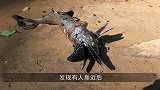 蝴蝶只喜欢花粉那你就错了，竟然集体包围一只乌龟！
