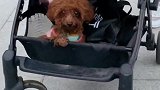 小奶狗在婴儿车里，怎么这么丑萌！