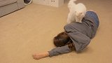 主人假装晕倒，家里的猫咪反应竟然大不相同，猫咪举动十分滑稽