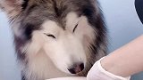 雪橇三傻其实一点也不傻