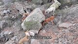 三只不要命的猎犬，悬崖边捕猎一头美洲狮，下场让人唏嘘！