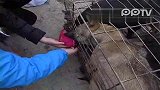 实拍郑州百名志愿者救狗遭围堵