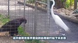 老鹰农场捉鸡，竟遭到如此耻辱，镜头记录下这一切