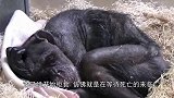 59岁的黑猩猩临终前拒绝进食，后来相识44年的老人出现，感人
