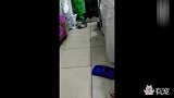 笑抽了! 小浣熊偷吃狗粮被小汪强行拖走