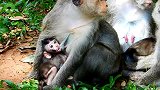 小猴子不知道他的妹妹，感觉失宠了！
