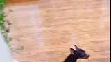 遛弯没想到碰到雨 回家后狗狗钻到浴室不出来 看看它要干啥