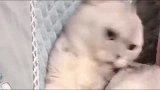 猫咪真小气，主人都不让摸，一摸它就要咬人