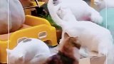 流浪毛孩的家