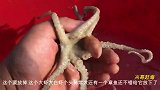 遇上大风天出海收地笼，八十一斤的海鲜满满都是，都是值钱海货！