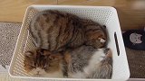睡在篮子里的两只猫咪，这画面，好温馨！