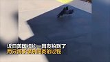 鸽子卑微的爱情？两鸽子将同类推下铁轨后竟双宿双飞走了