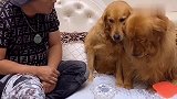 网红金毛妞妞把主人的衣服咬碎了，结果还栽赃嫁祸给欢欢，太逗了