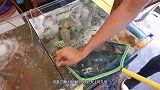 日本人吃皮皮虾真残忍，活蹦乱跳的直接给切了，镜头拍下全过程