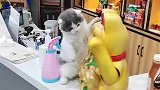 放一只招财猫在这里，把我当什么了