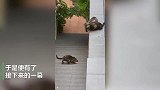 短腿小猫跳不上高台阶，大猫着急相助却失败，之后一幕令网友爆笑