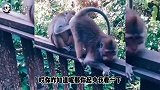 「搞笑合集」猴子：哎呦喂，老弟，你这痔疮可不小呢