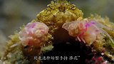 螃蟹手持“捧花”，看着人畜无害，实则却能毒得敌人口吐白沫！