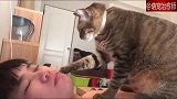 猫咪站在主人的身上叫他起床，猫：铲屎的，朕饿了！