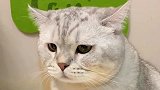小猫咪也会觉得委屈，只是它没有兄弟姐妹诉说而已