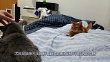 俄罗斯蓝猫铃铛与索马里猫被驱赶，铃铛就对着睡觉的莫夫乱发脾气