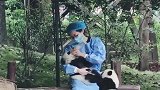 熊猫：有老二就不宠我了！饲养员真是无语，你是国宝谁敢不宠啊！