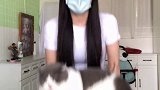一边撸猫，一边健身萌宠出道计划 和小猫一起健身肥猫
