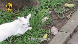 眼镜蛇窜入猫咪领地，谁能更胜一筹？镜头拍下全过程