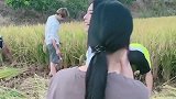 女儿们带女婿回来收稻谷，老两口什么活都不用干，邻居们都羡慕了
