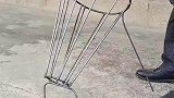 公鸡瑟瑟发抖